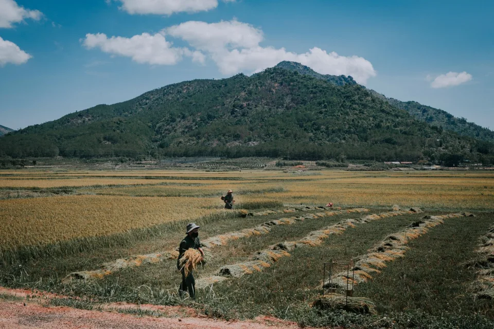 Ruộng lúa chín